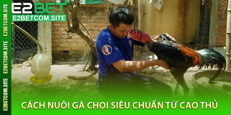 Cách Nuôi Gà Chọi Siêu Chuẩn Từ Cao Thủ
