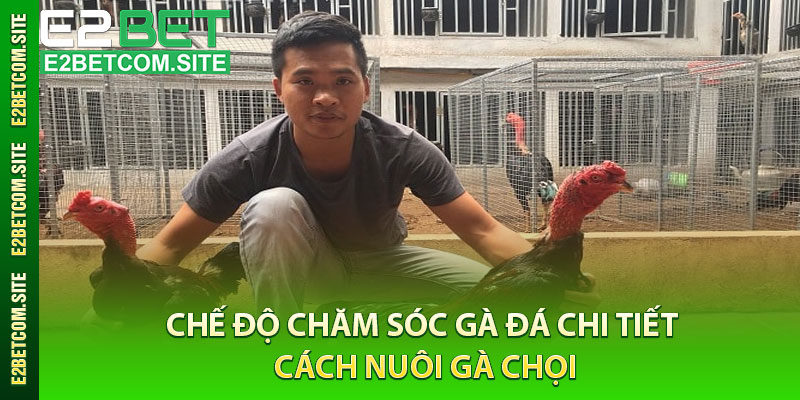 Chế Độ Chăm Sóc Gà Đá Chi Tiết - Cách Nuôi Gà Chọi