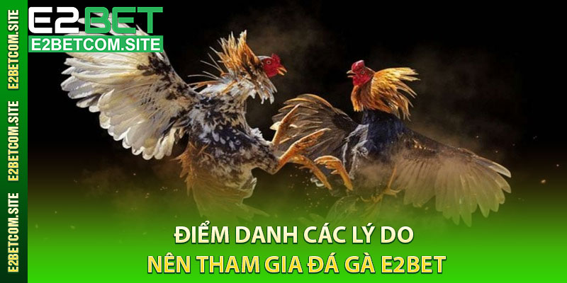 Điểm Danh Các Lý Do Nên Tham Gia Đá Gà e2bet