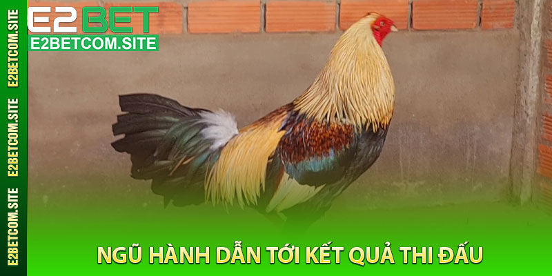 Ngũ Hành Dẫn Tới Kết Quả Thi Đấu