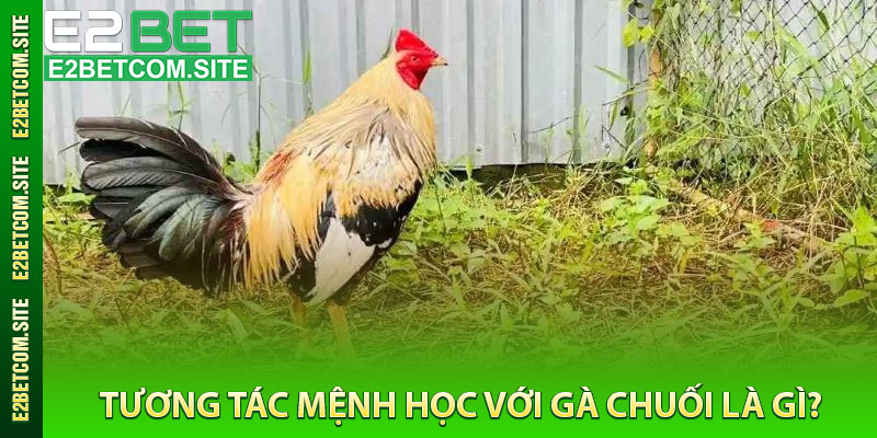 Tương Tác Mệnh Học Với Gà Chuối Là Gì?