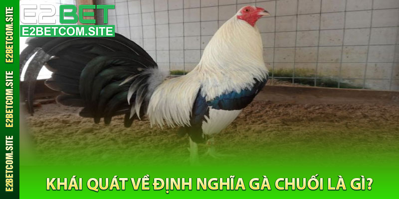 Khái Quát Về Định Nghĩa Gà Chuối Là Gì?